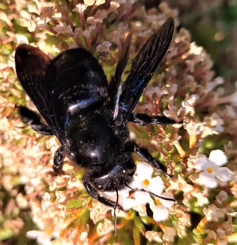 Xylocopa? Quale?... Xylocopa sp.